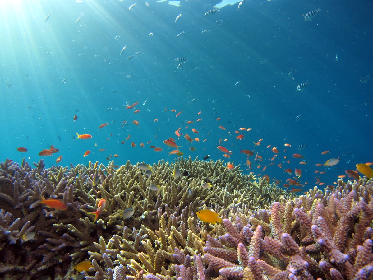 Beginner Scuba Diving Experience photo 3