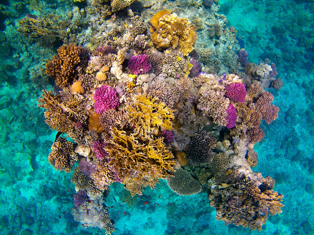 Giftun Island Snorkeling Boat Trip photo 3