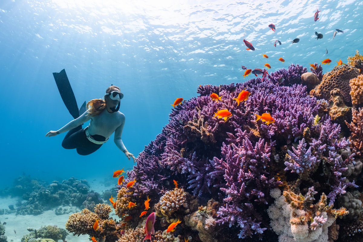 Certified Diver Two-Tank Reef Dive photo 1